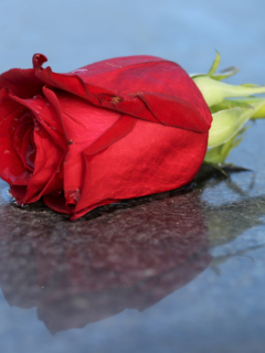 Cveće za sahrane – šta je prigodno poneti